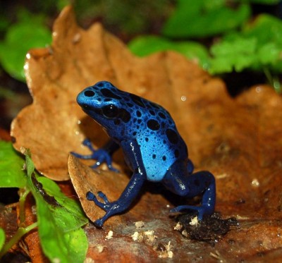 azureus.jpg