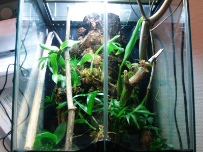 orchide4.jpg