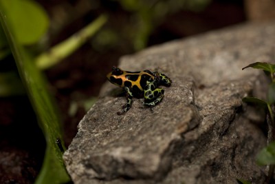 Ranitomeya imitator