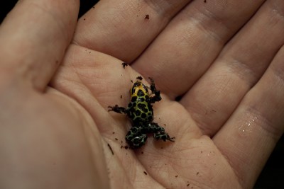 Ranitomeya imitator
