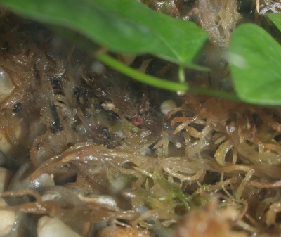 Ostearius_melanopygius_3.jpg