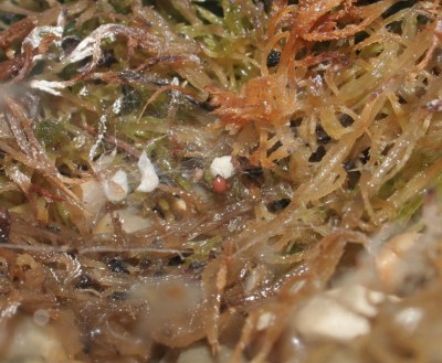 Ostearius_melanopygius_4.jpg