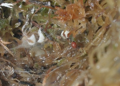 Ostearius_melanopygius_5.jpg