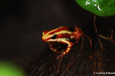 Etricolor.JPG