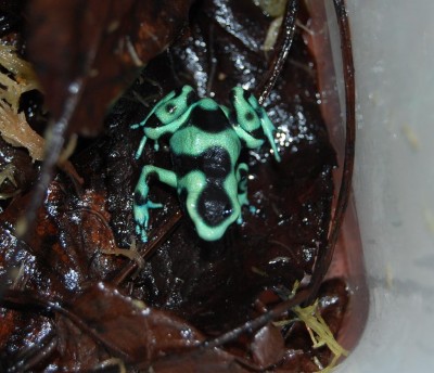 auratus.jpg