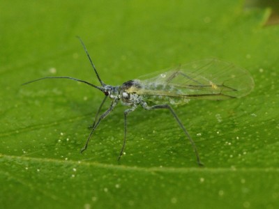 _IGP2620.jpg