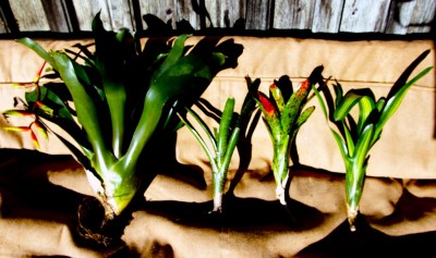 bromelior.jpg