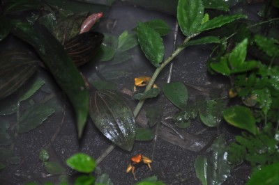 P.terribilis-4.JPG