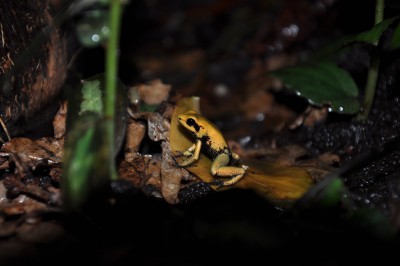 P.terribilis-12.JPG