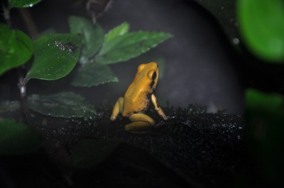 P.terribilis-19.JPG