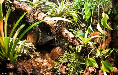 rainforest_Smal.jpg
