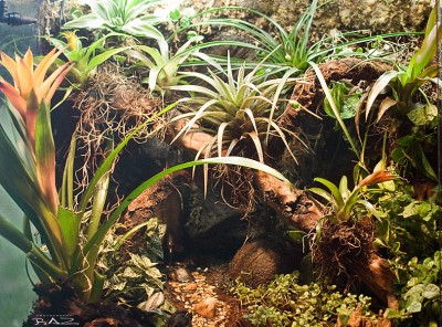 rainforest_100818.jpg
