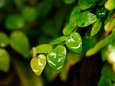 Ficus pumila