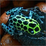 Ranitomeya variabilis 'Cordillera Escallera highland'