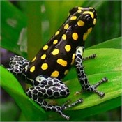 Ranitomeya vanzolinii