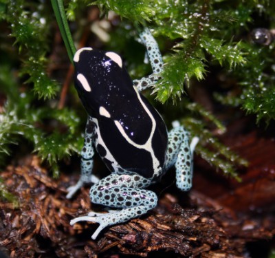 Dendrobates tinctorius 'Powder blue'