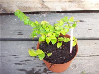 Ficus Pumila
