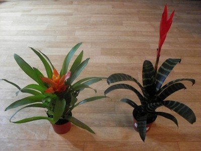 bromelia-Viresia