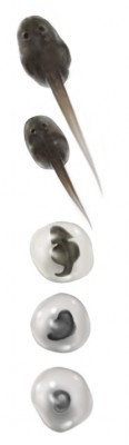 R_ventri_egg.jpg