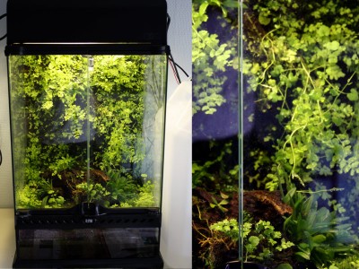 Fick ta och rensa ur lite idag. Växer så de knakar.<br />Skulle nästan kunna köpa mig grodor redan nu. Burken som skulle vara ett test växer på bra. Bara att slänga in några små bromelior så är saken fixad =-)
