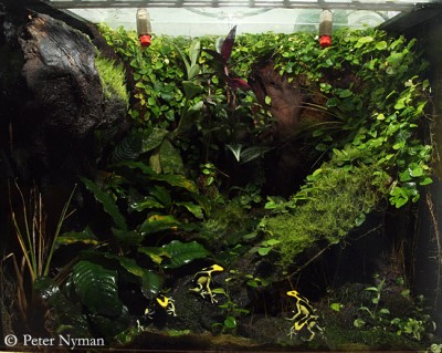 Regnskogsterrarium med pilgiftsgrodor; Vera, Knutte, Razor &amp; Velvet, 2008-10-16