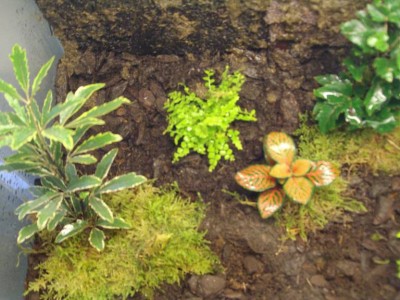 blomma3.jpg