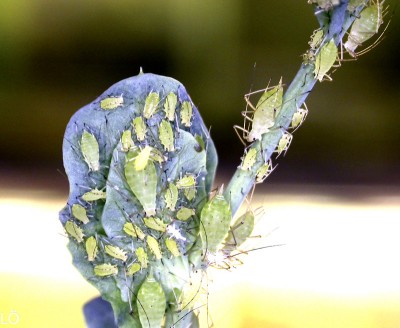 L071011b.jpg