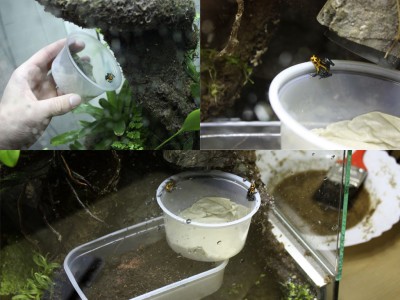 Utsläppta/insläppta i terrariumet, välkommer hem vad ni nu är?!? Brudar eller snubbar?!