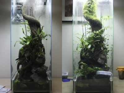 epirarium62.jpg