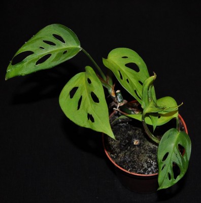 Minimonstera