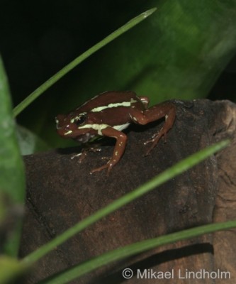 E.anthonyi_3.jpg
