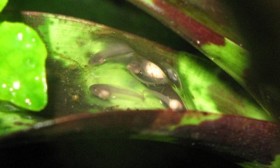 Ägg 012-1.jpg
