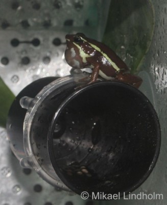 E.anthonyi_7.jpg