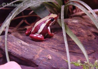 E.anthonyi_9.jpg