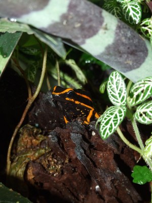 Ameerega trivittata