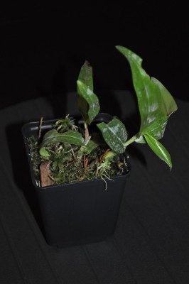 DSC_1134.JPG