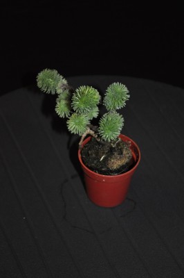 DSC_1137.JPG