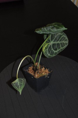 DSC_1141.JPG