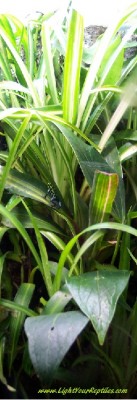 tallvariabilis.jpg