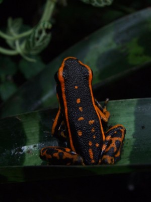 A.trivittata.JPG