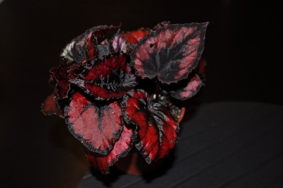 Begonia
