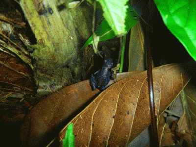 W2.gif