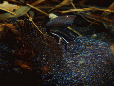 w9.gif