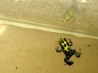 Ung-variabilis.jpg