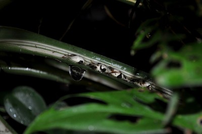 DSC_1278.JPG