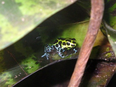 R. variabilis.JPG