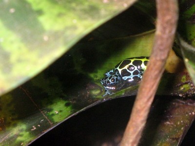 R. variabilis2.JPG