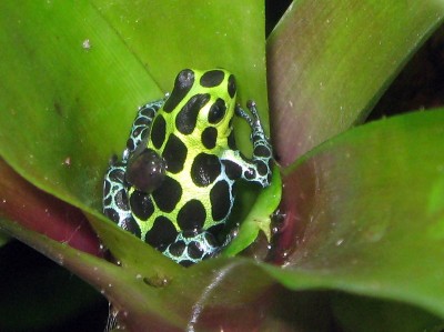 R. variabilis hona med yngel.JPG