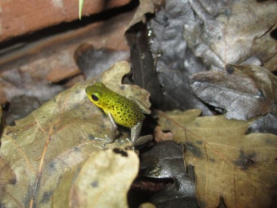 chiriqui grande.JPG