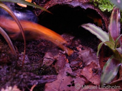 A.galactonotus_5.jpg